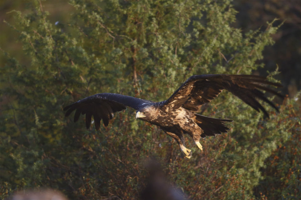 Imagen 13 de la galería de Águila Imperial - Imperial eagle